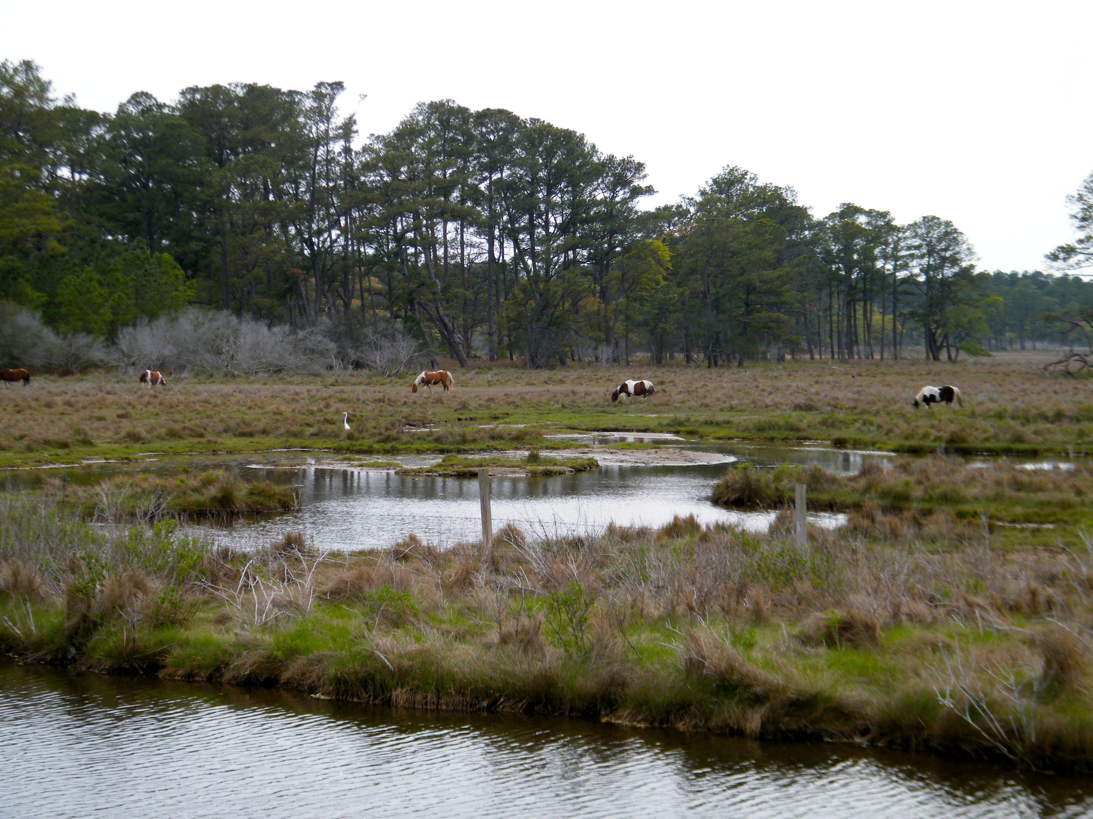 Chincoteague National Wildlife Refuge