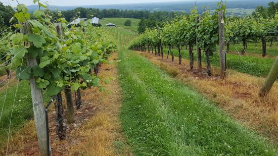 Honah Lee Vineyard