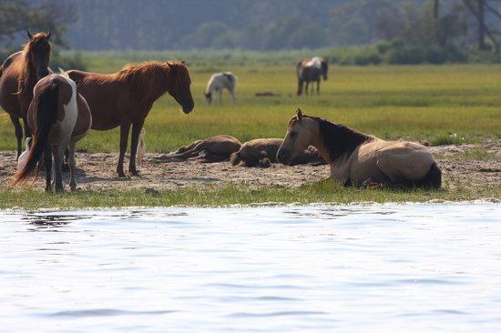 Assateague Explorer Wildlife Cruises