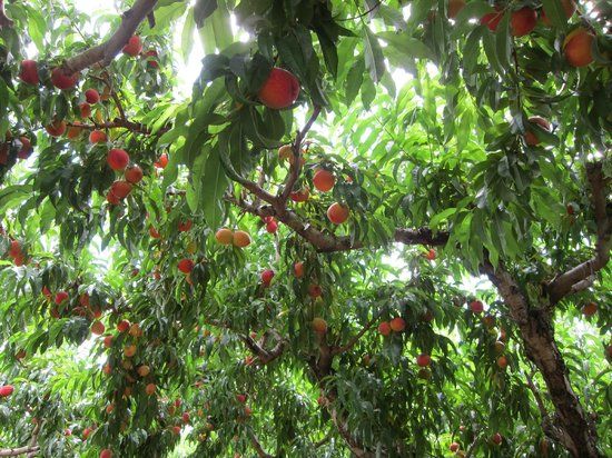 Chiles Peach Orchard