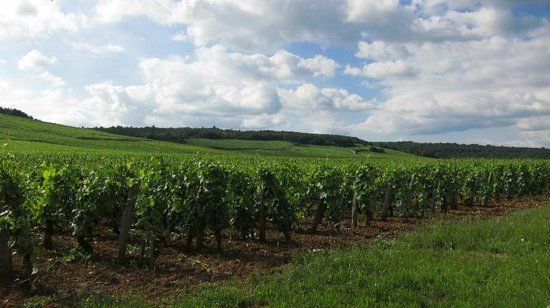Greenhill Winery and Vineyards