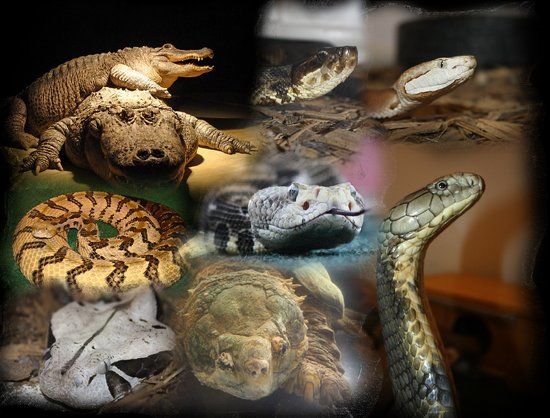Luray Zoo A Rescue Zoo